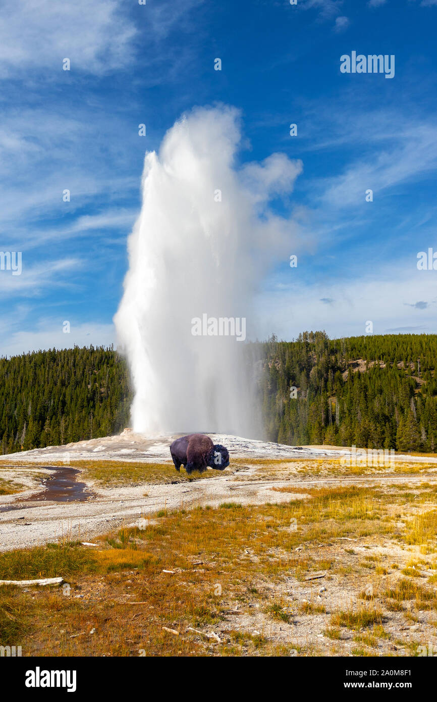 Old Faithful Geyser éclate au Parc National de Yellowstone comme un jeune bison broute à proximité. Le célèbre geyser éclate à un intervalle moyen de 90 minutes, ex Banque D'Images