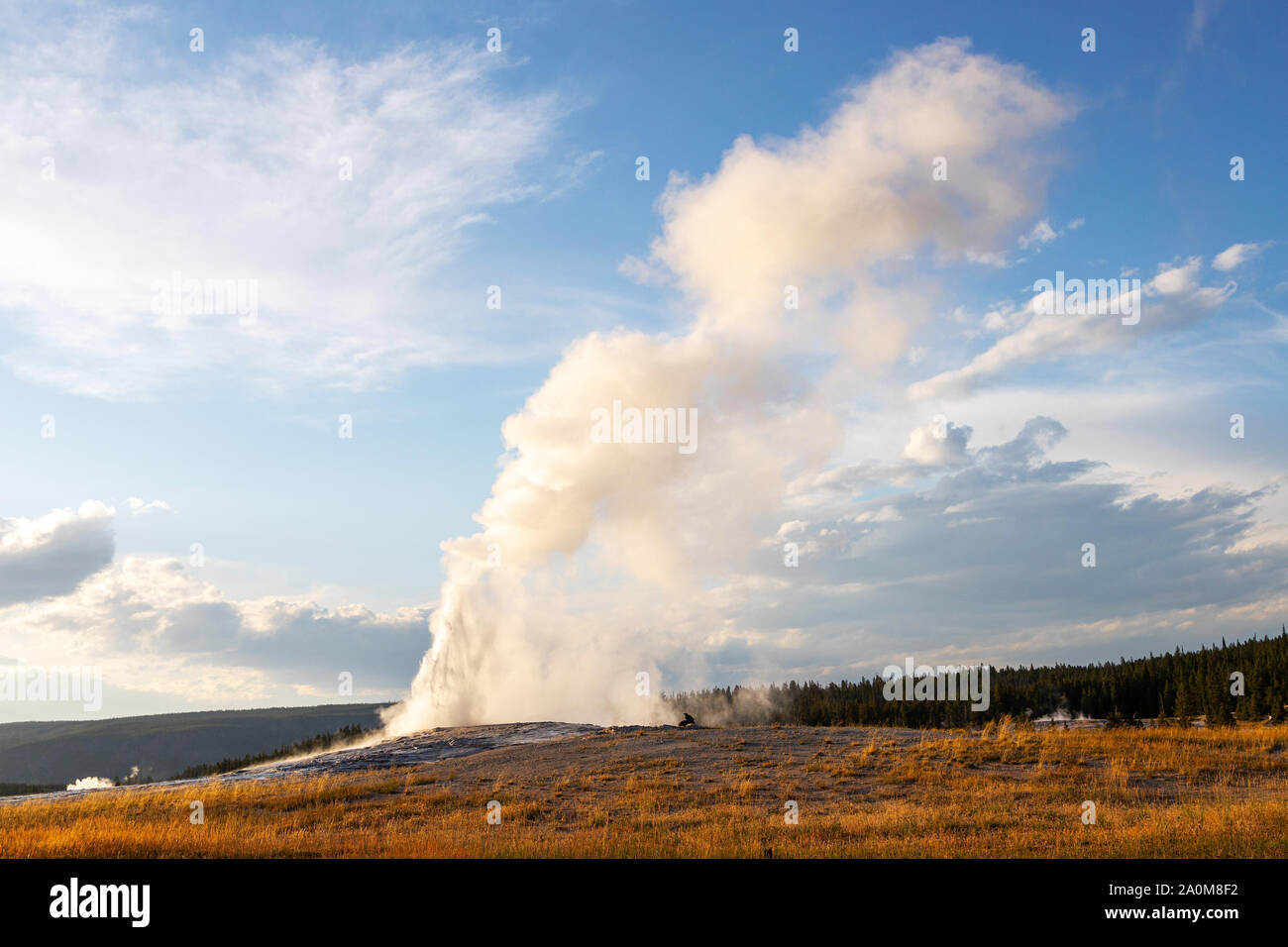 Old Faithful éclate pendant le coucher du soleil à Parc National de Yellowstone dans le Wyoming, USA. Le célèbre geyser éclate à un intervalle moyen de 90 minutes, l'expulsion Banque D'Images