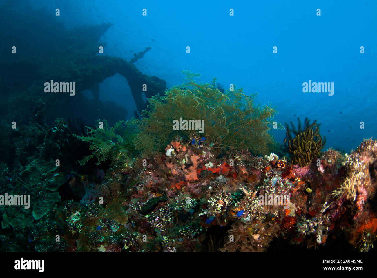 Corail avec épave en arrière-plan, site de plongée Liberty Wreck, Tulamben, Karangasem, Bali, Indonésie Banque D'Images