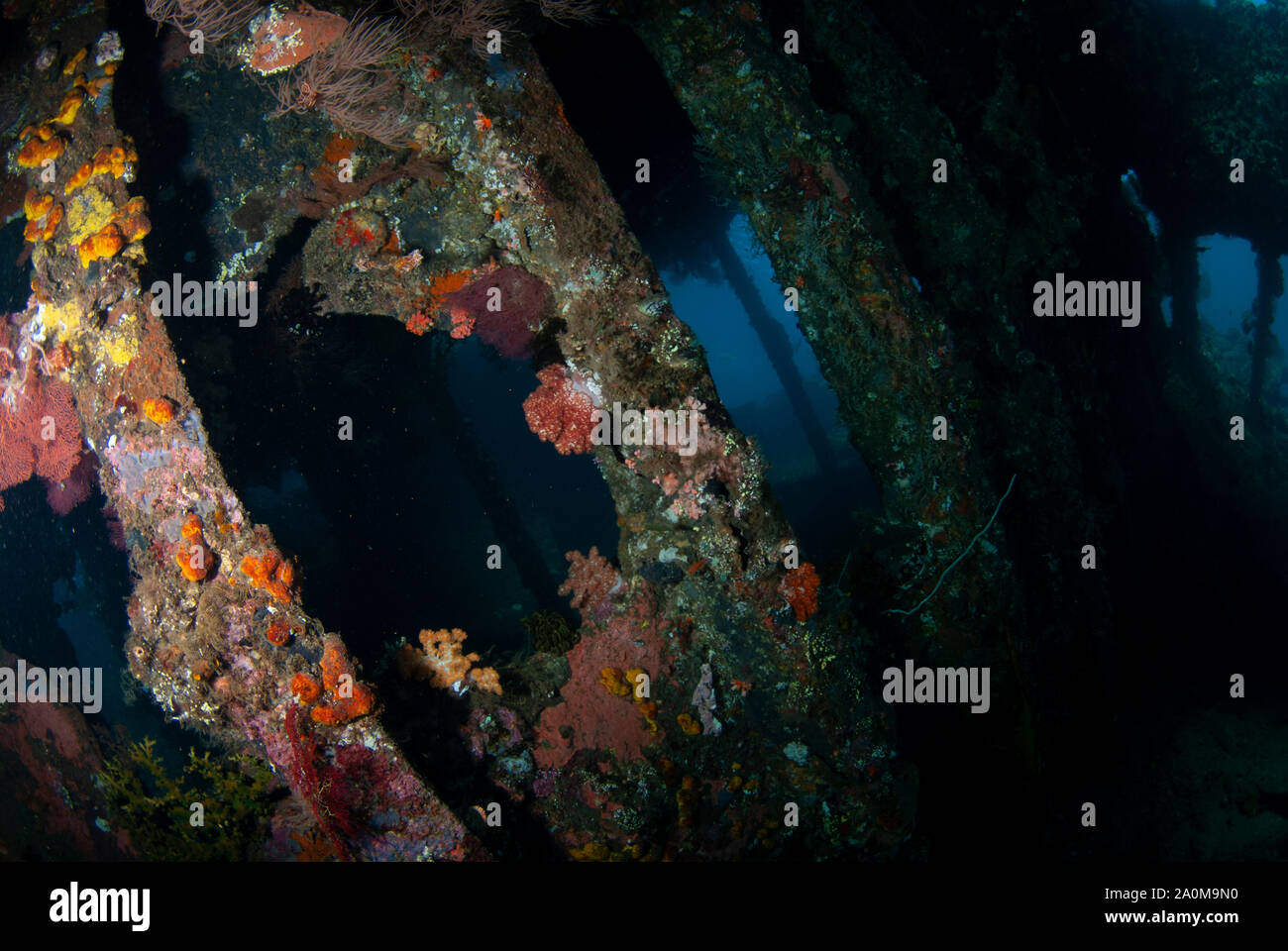 Intérieur d'épave recouvert de corail, site de plongée Liberty Wreck, Tulamben, Karangasem, Bali, Indonésie Banque D'Images