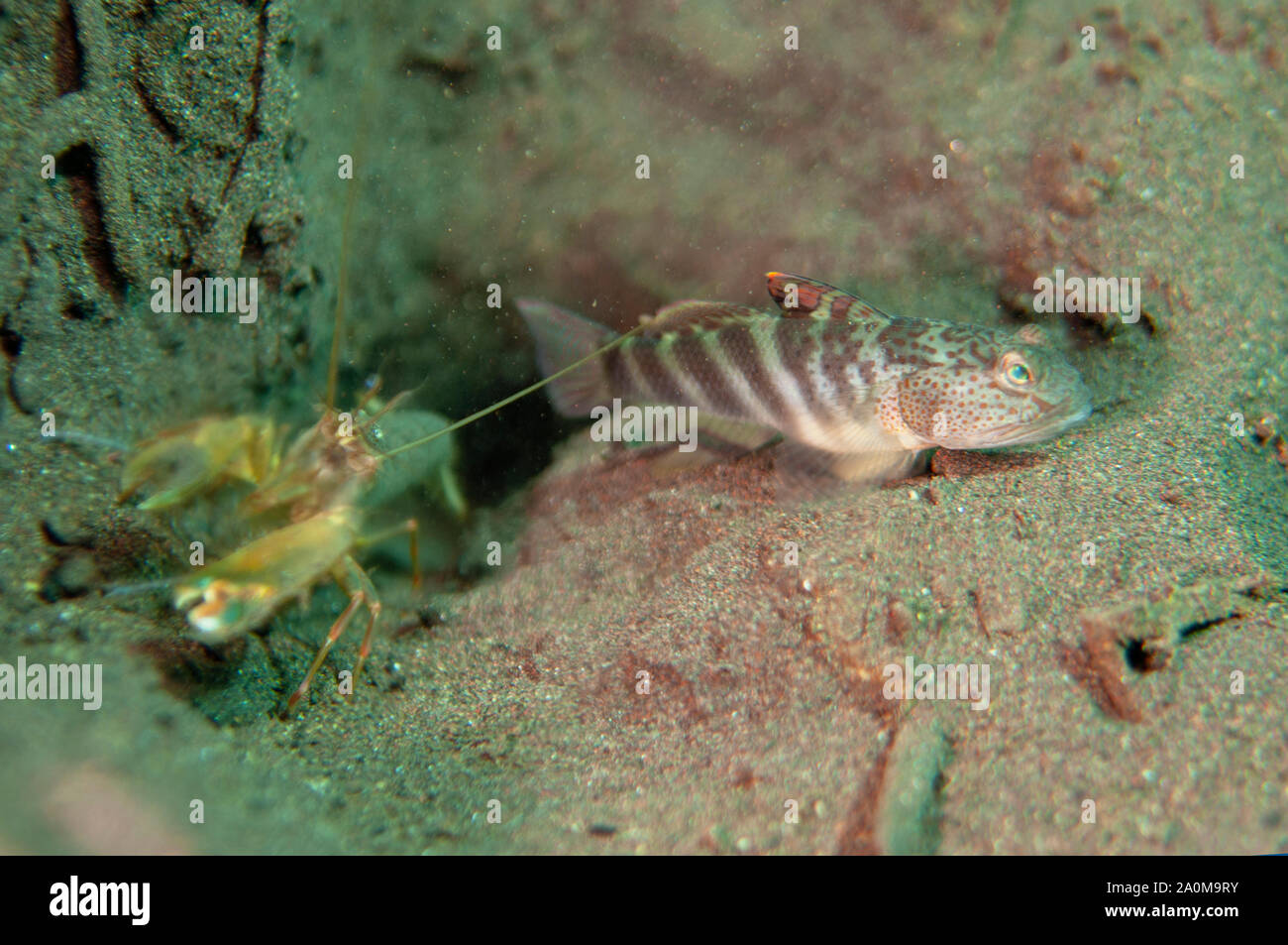 Shrimpgoby à pois roses, Cryptocentrus leptocephalus, avec crevettes à Snapping, Alpheus sp, par trou dans le sable, site de plongée de Pong pong, Seraya, Karangasem Banque D'Images