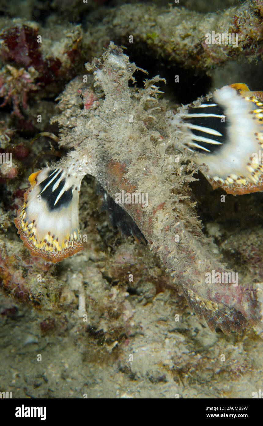 Spity Devilfish, Inimicus didactylus, présentant des ailerons colorés comme avertissement, site de plongée de Wainilu, île de Rinca, parc national de Komodo Banque D'Images