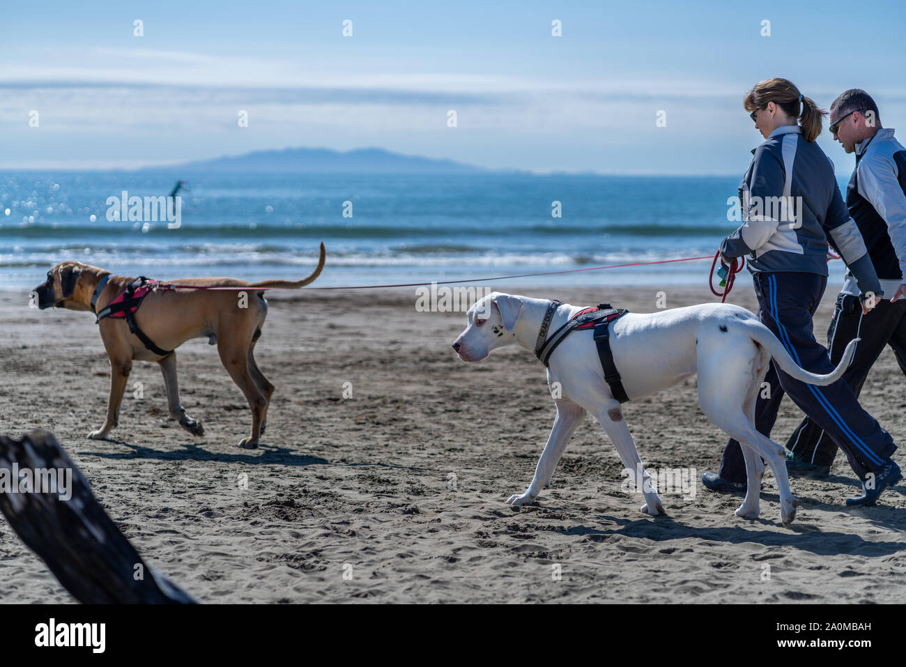 Promenade sur la plage avec de grands chiens de Dane Banque D'Images