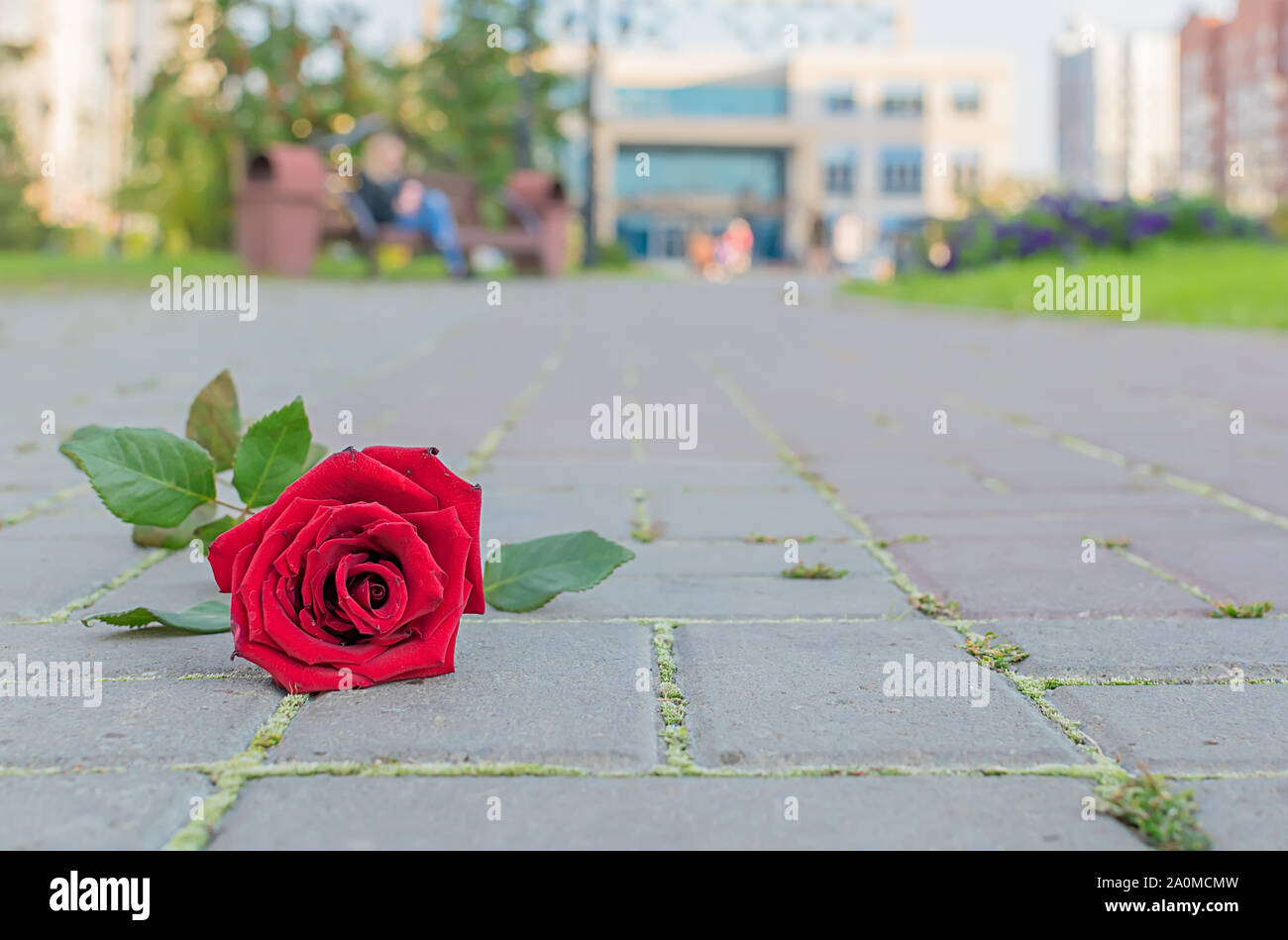 Un rejeté et jetés de fleurs rose rouge se trouve sur la chaussée de pierre d'un sentier dans un parc de la ville contre l'arrière-plan d'une jeune fille assise sur un banc Banque D'Images