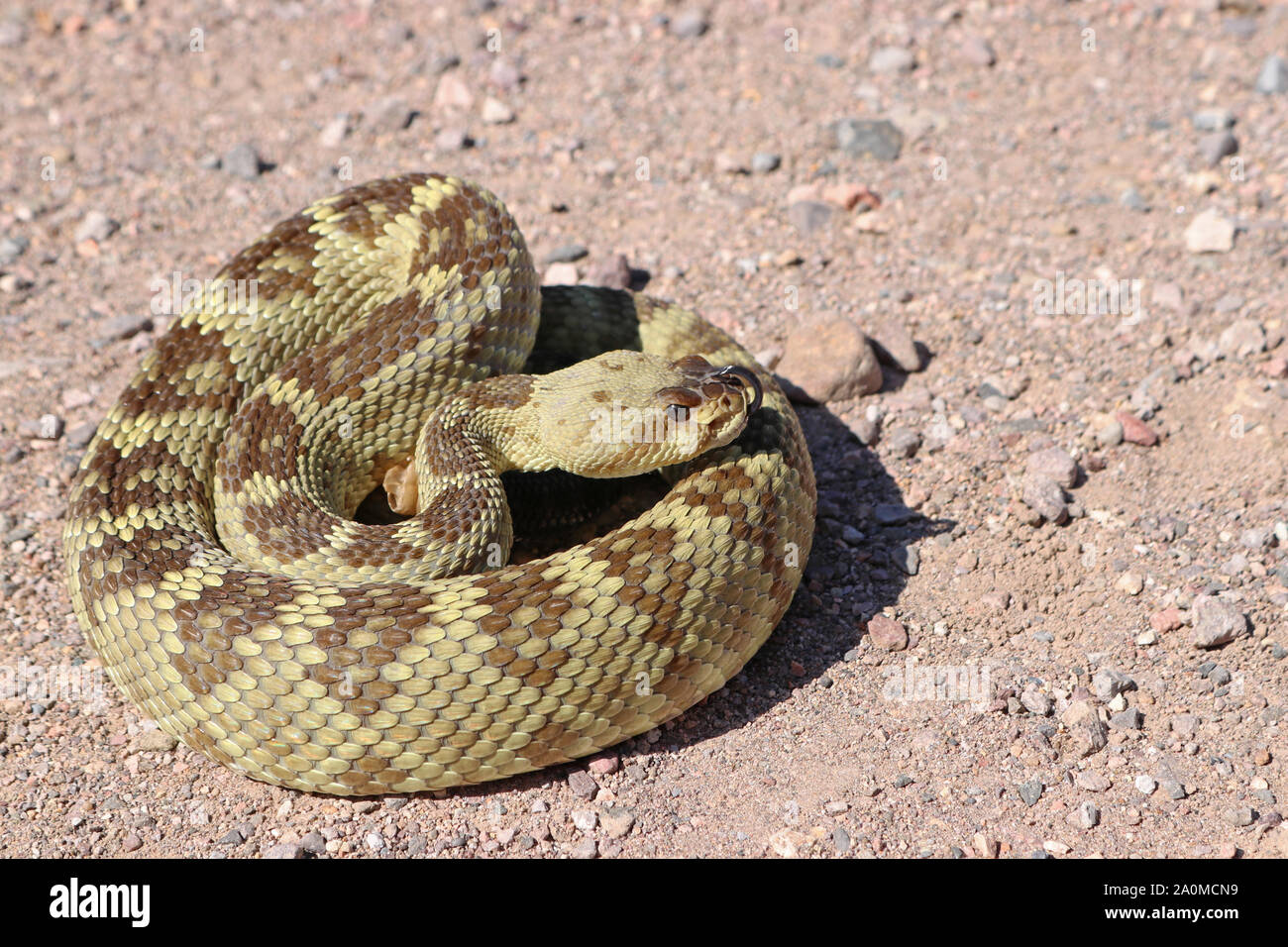 Arizona Black-tailed Crotale de l'Ouest (Crotalus molossus) Banque D'Images