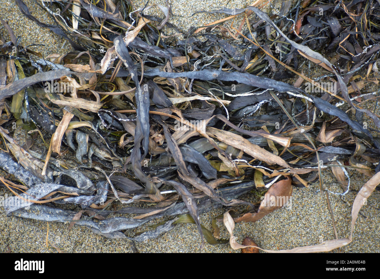 Algues séchées allongé sur une plage de sable fin - libre. Banque D'Images