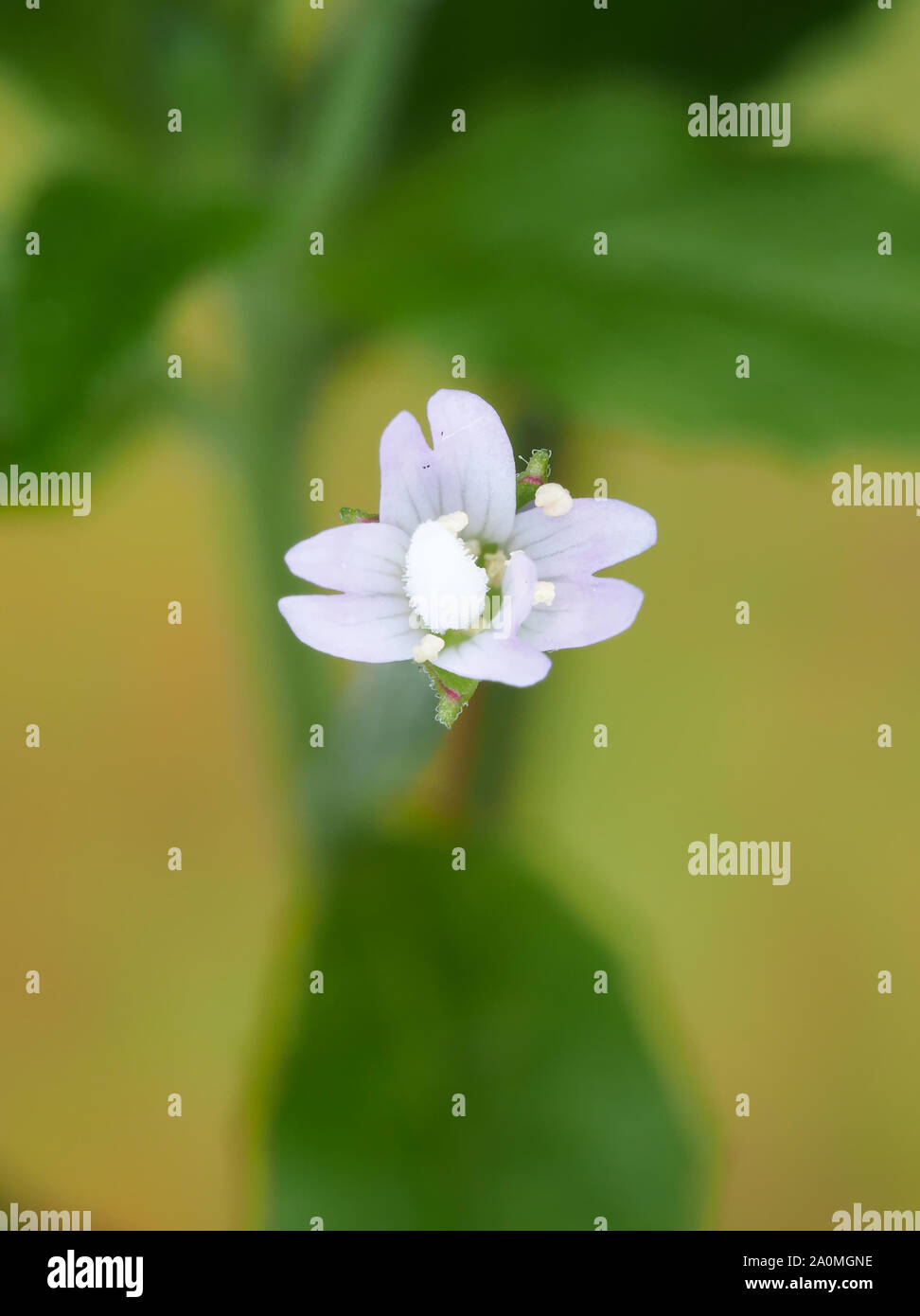 Plan macro sur une minuscule fleur herbe Epilobium sp. Banque D'Images