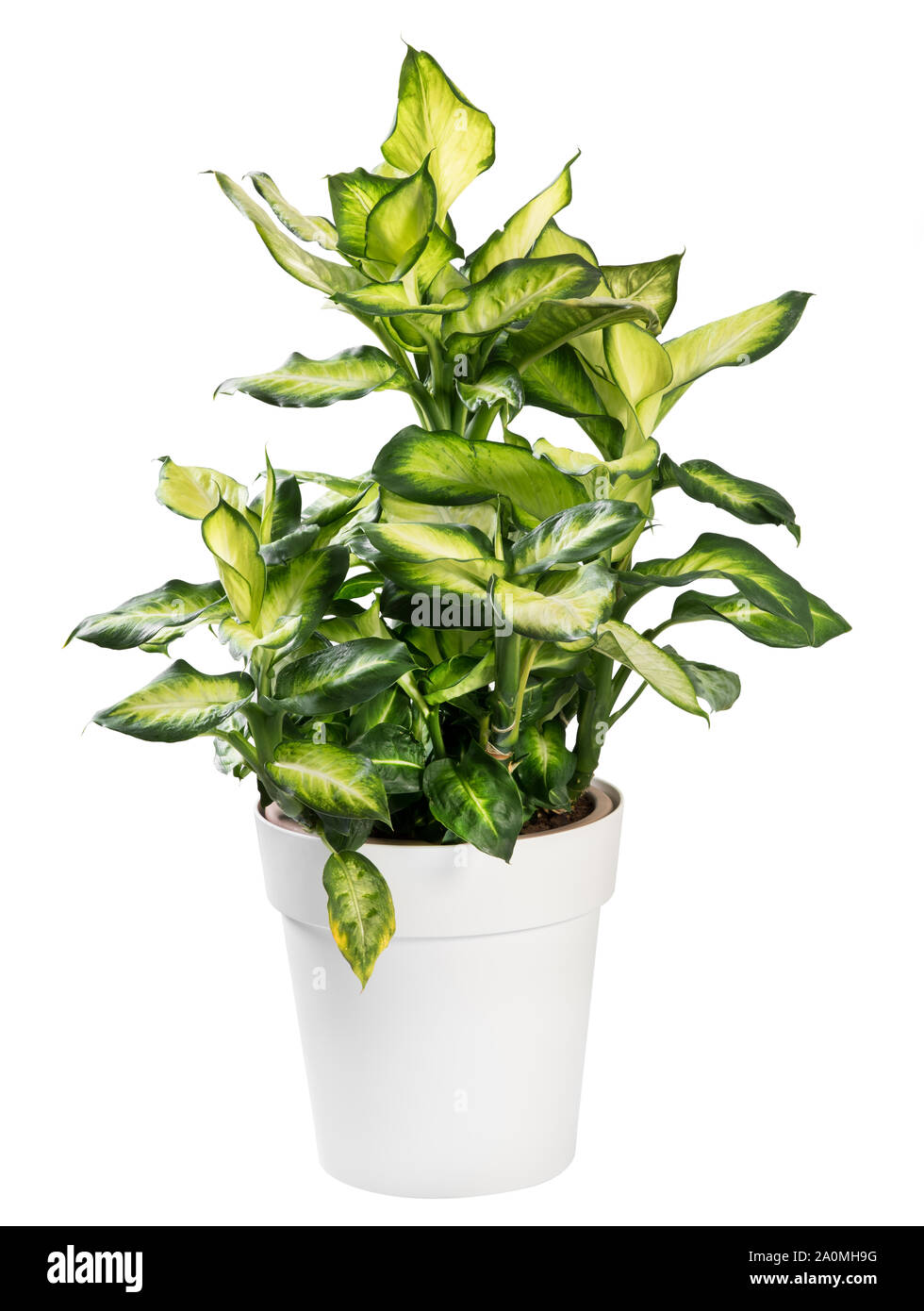 En pot plantes panachées Dieffenbachia avec ses feuilles tropicaux décoratifs populaires comme une plante d'isolated on white Banque D'Images