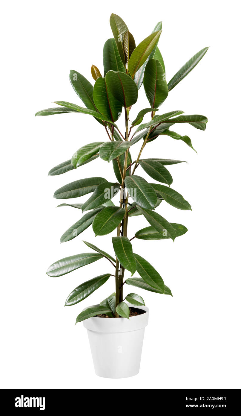 Légumes verts Ficus guianensis plante dans un pot blanc générique, populaire comme plante d'intérieur plus isolated on white Banque D'Images