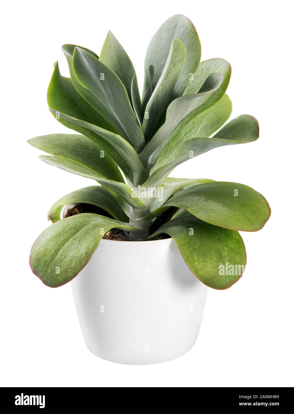 Kalanchoe thyrsiflora plante, une plante ornementale originaire du sud de l'Afrique, dans un pot générique blanc isolated on white Banque D'Images