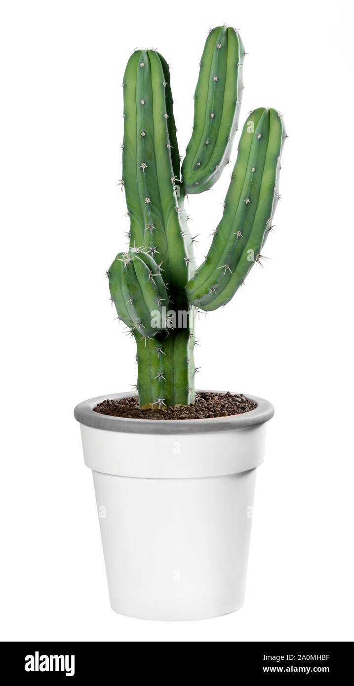 En pot ramifié Myrtillocactus plante dans un pot blanc générique isolated on white Banque D'Images