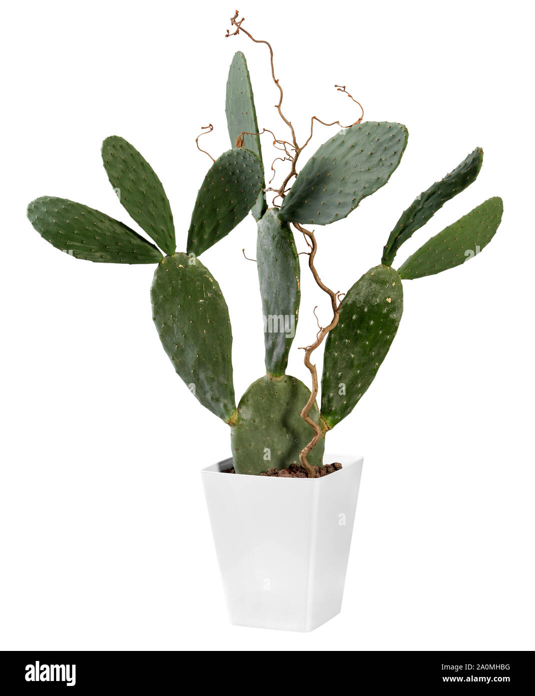Cactus Opuntia plante poussant dans un récipient blanc rectangulaire isolated on white Banque D'Images