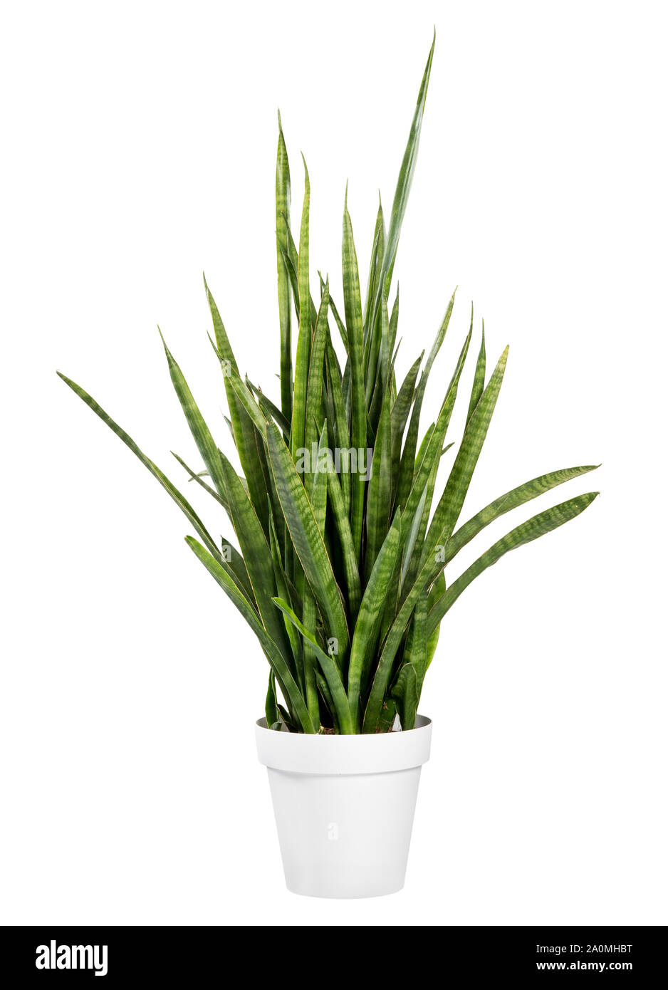 Tall Sanseviera javanica autrement connu sous le nom de la plante mère dans les lois de la langue ou de serpent, avec son épée comme feuilles décoratives dans un pot en pot blanc iso Banque D'Images