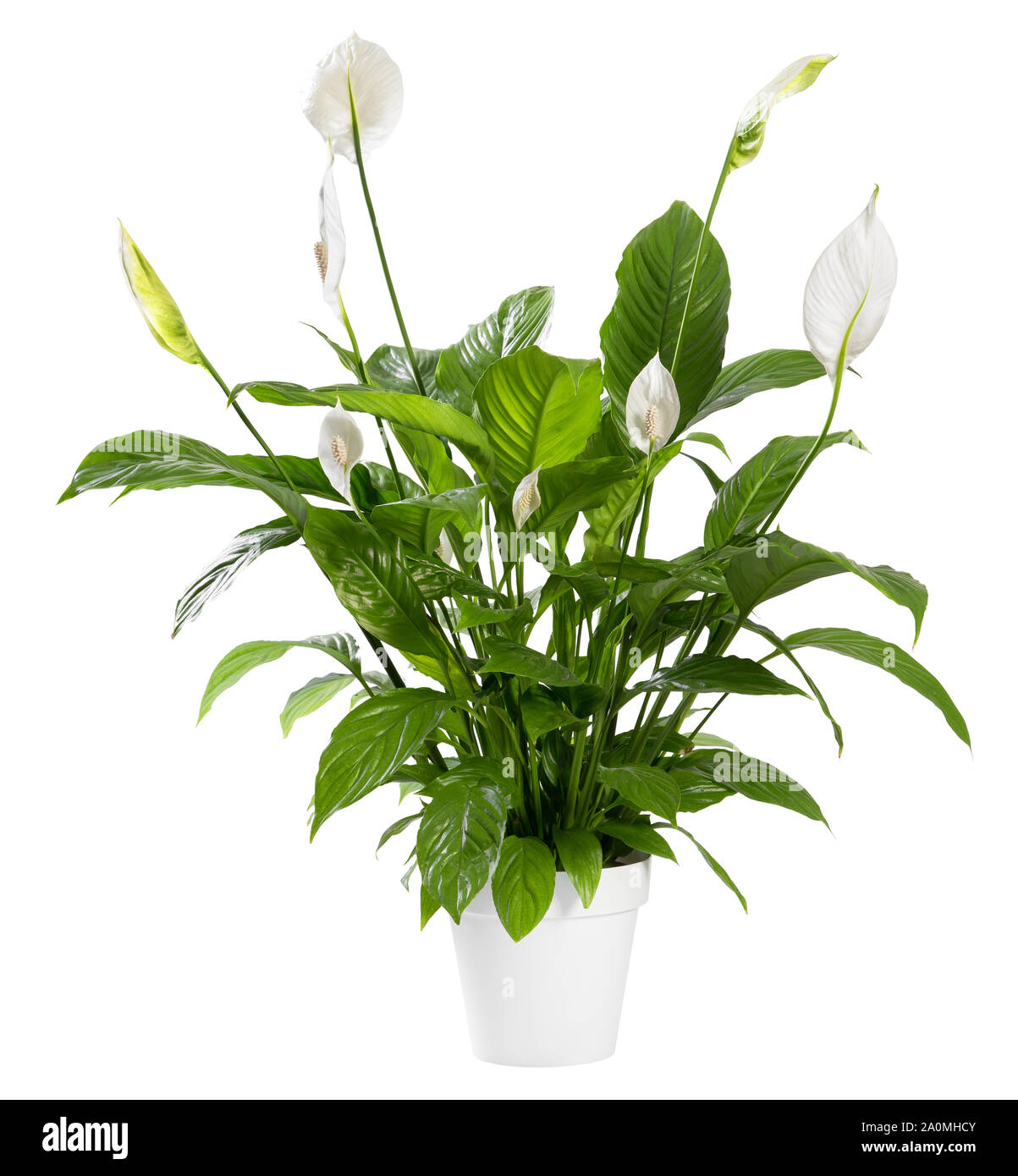Spathiphyllum en pot plante avec des fleurs blanches délicates avec des spathes également connu sous le nom de lily la paix plus isolé sur fond blanc Banque D'Images