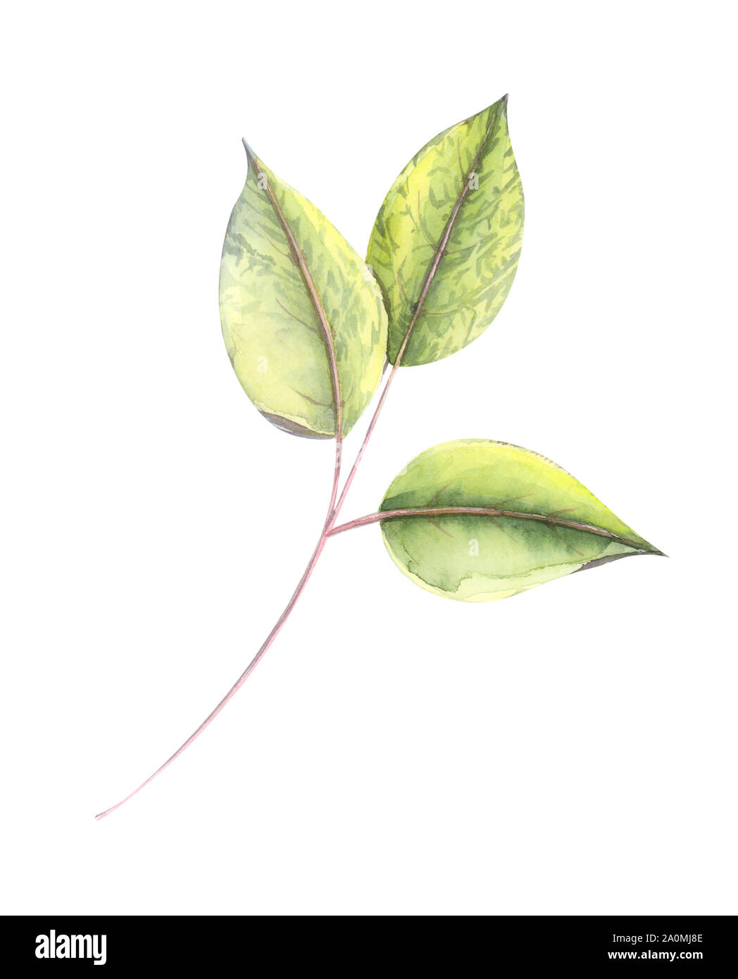 Illustration aquarelle couleur de feuilles vertes de fuchsia libre sur un fond isolé blanc Banque D'Images