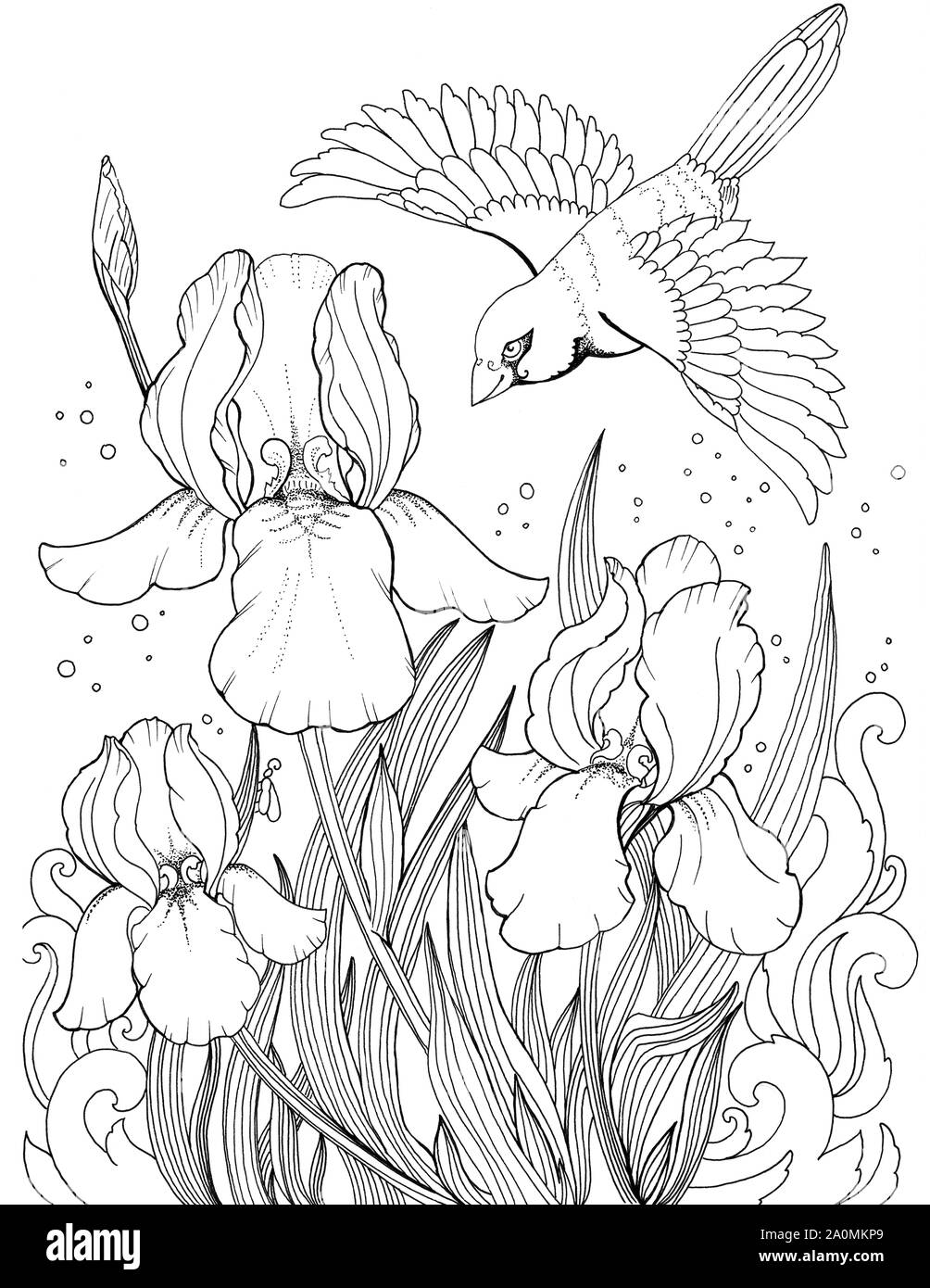 Oiseau En Vol Au Dessus De La Fleur De L Iris Dessin De Fleurs Et D Oiseaux Tatouage Croquis D Encre Photo Stock Alamy