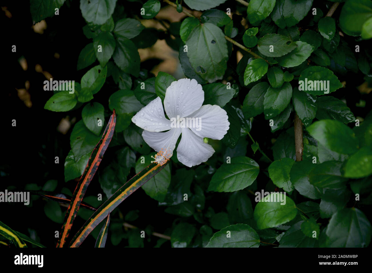 Single White Rose de Chine Hibiscus Rosasinensis ( ) aussi connu sous le nom de Chinese hibiscus et shoeblack plante en libre pendant vers le bas dans un jardin en shilling w Banque D'Images