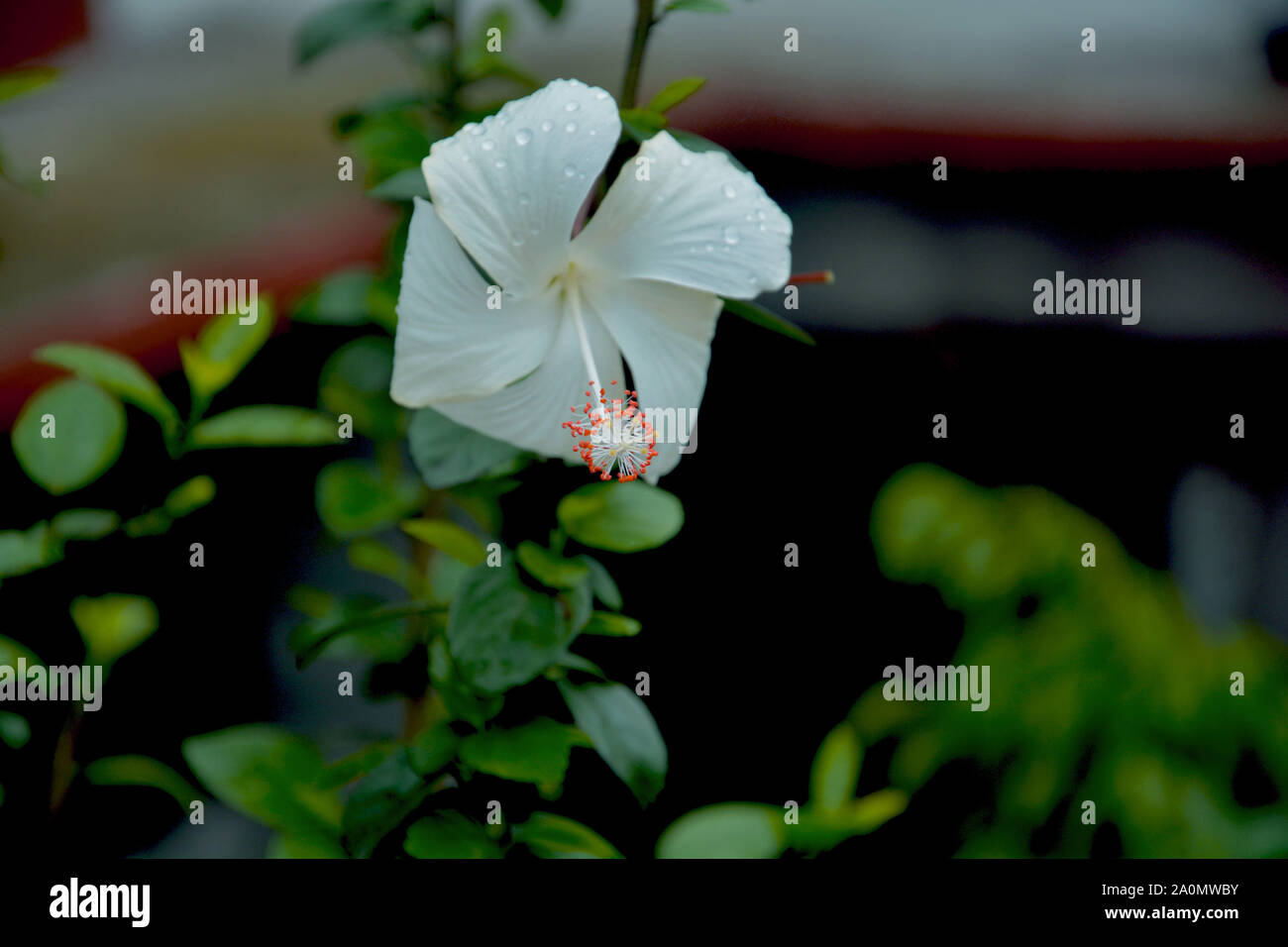 Single White Rose de Chine Hibiscus Rosasinensis ( ) aussi connu sous le nom de Chinese hibiscus et shoeblack plante en libre pendant vers le bas dans un jardin en shilling w Banque D'Images