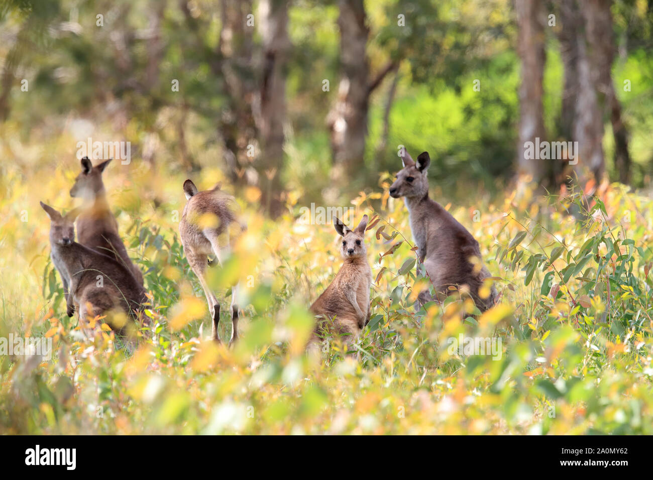 Le kangourou gris (Macropus giganteus) le matin à la prise alimentaire, Queensland, Australie Banque D'Images