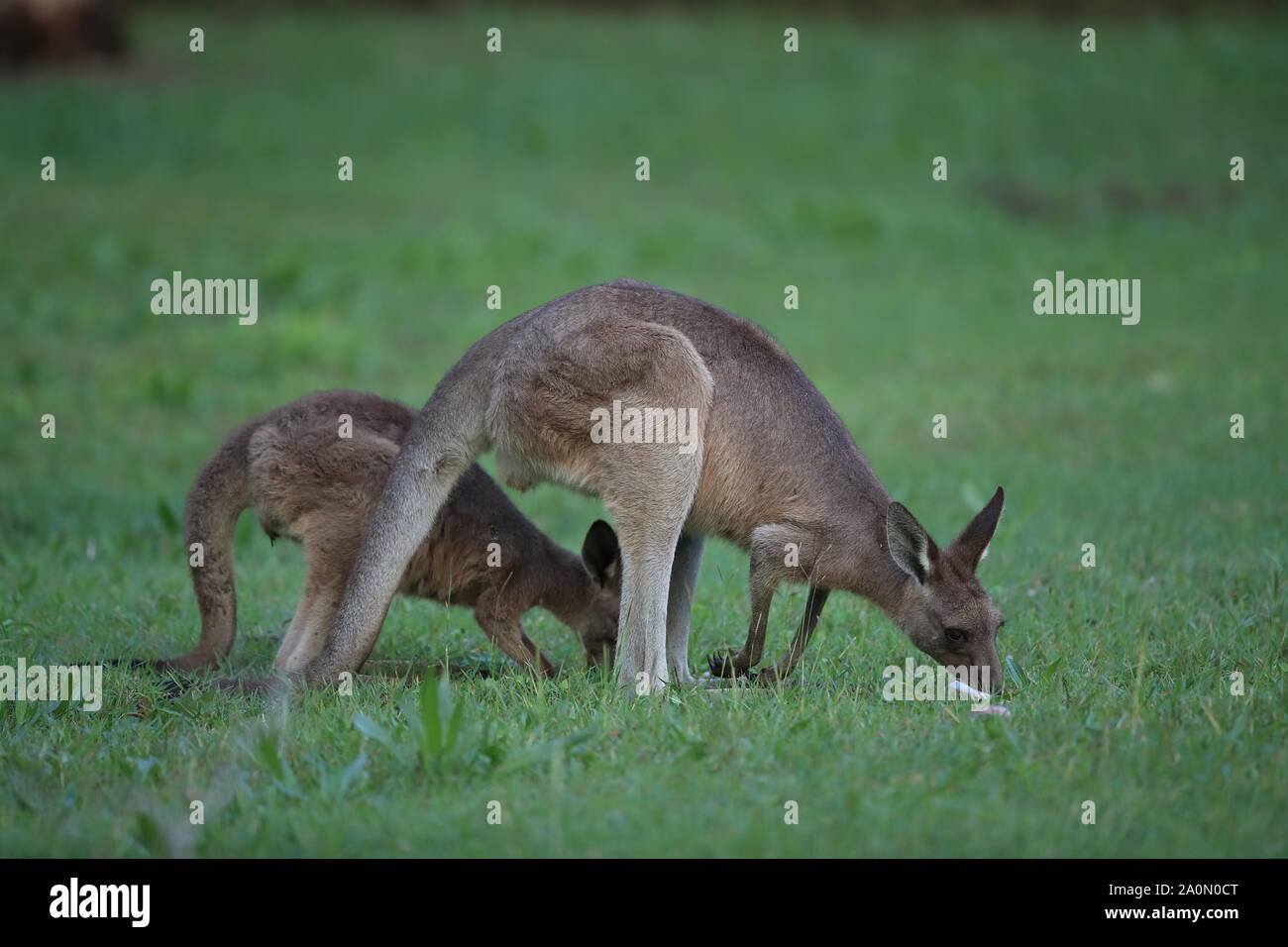 Le kangourou gris (Macropus giganteus) le matin à la prise alimentaire, Queensland, Australie Banque D'Images