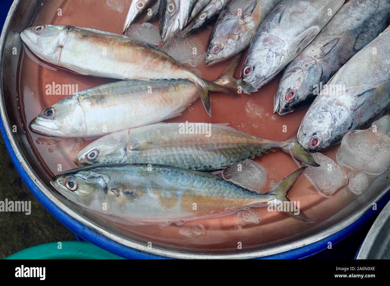 Le maquereau frais avec du thon, Tonngol tacheté ou thon Thunnus Tonggol  poisson au marché de fruits de Photo Stock - Alamy