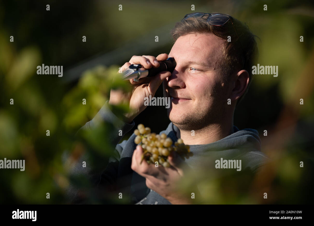 21 septembre 2019, Basse-Saxe, Bad Iburg : agriculteur Jan Brinkmann ressemble au moyen d'un réfractomètre pour tester le cépage Helios. L'appareil indique la concentration des substances dissoutes. La teneur en sucre d'un raisin est exprimé en degrés Oechsle. La Viticulture en Basse-saxe fait des progrès : Pour la première fois cette année, les mauvaises récoltes Iburger Neuwinzer Brinkmann famille le raisin de leur vignoble. Les 5000 vignes sur la 'Teutoburger Südhang' croître sur une superficie de 1,5 hectares. Environ 600 bouteilles de vin sont prévues. La Basse-Saxe a seulement été un pays viticole depuis 2016. Photo : Fr Banque D'Images