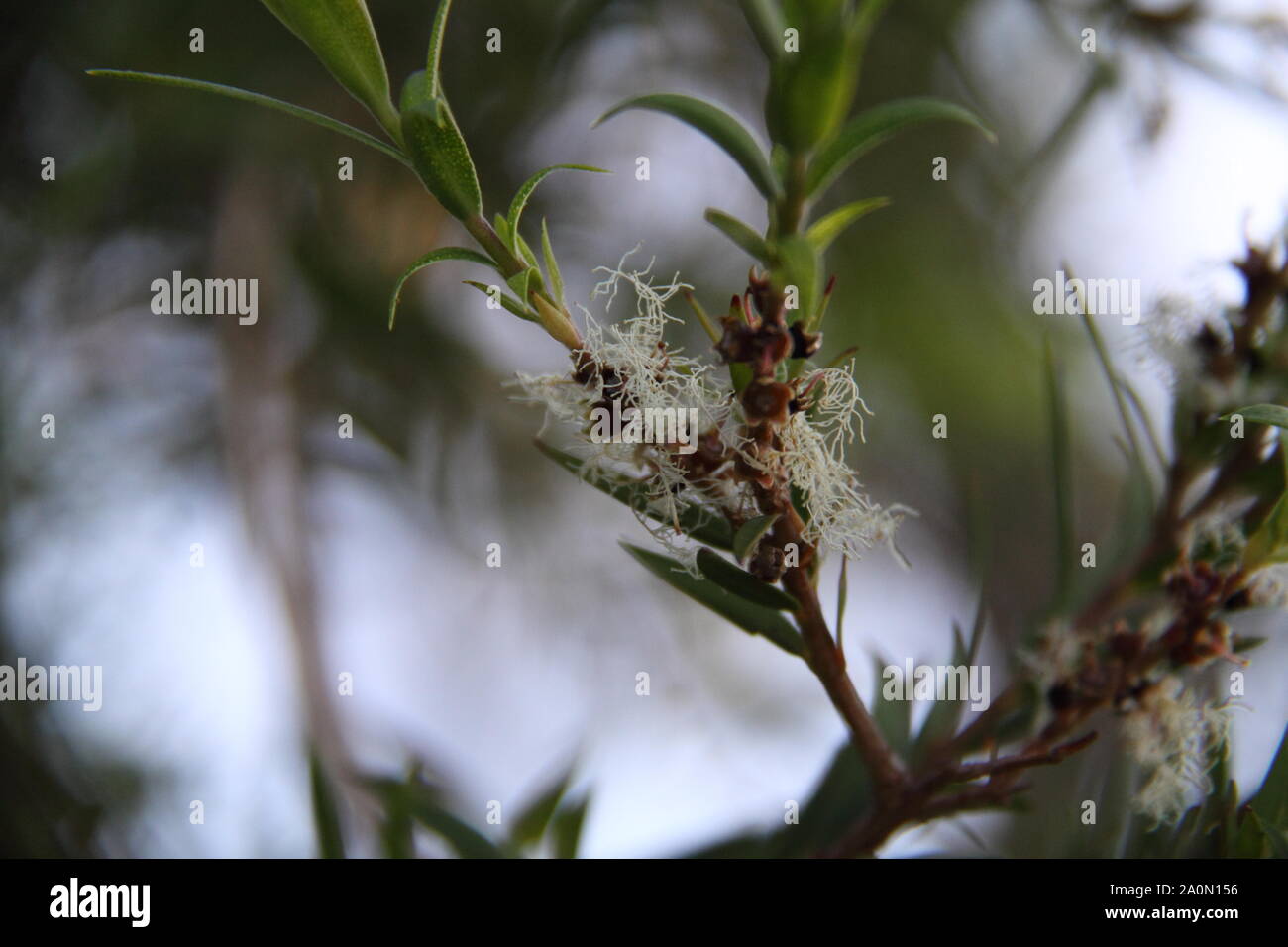 Hottes Fleuries De La Gold Coast, Australie, Sur L'Écorce De Papier À Feuilles Étroites Neige En Été (Melaleuca Linariifolia) Banque D'Images