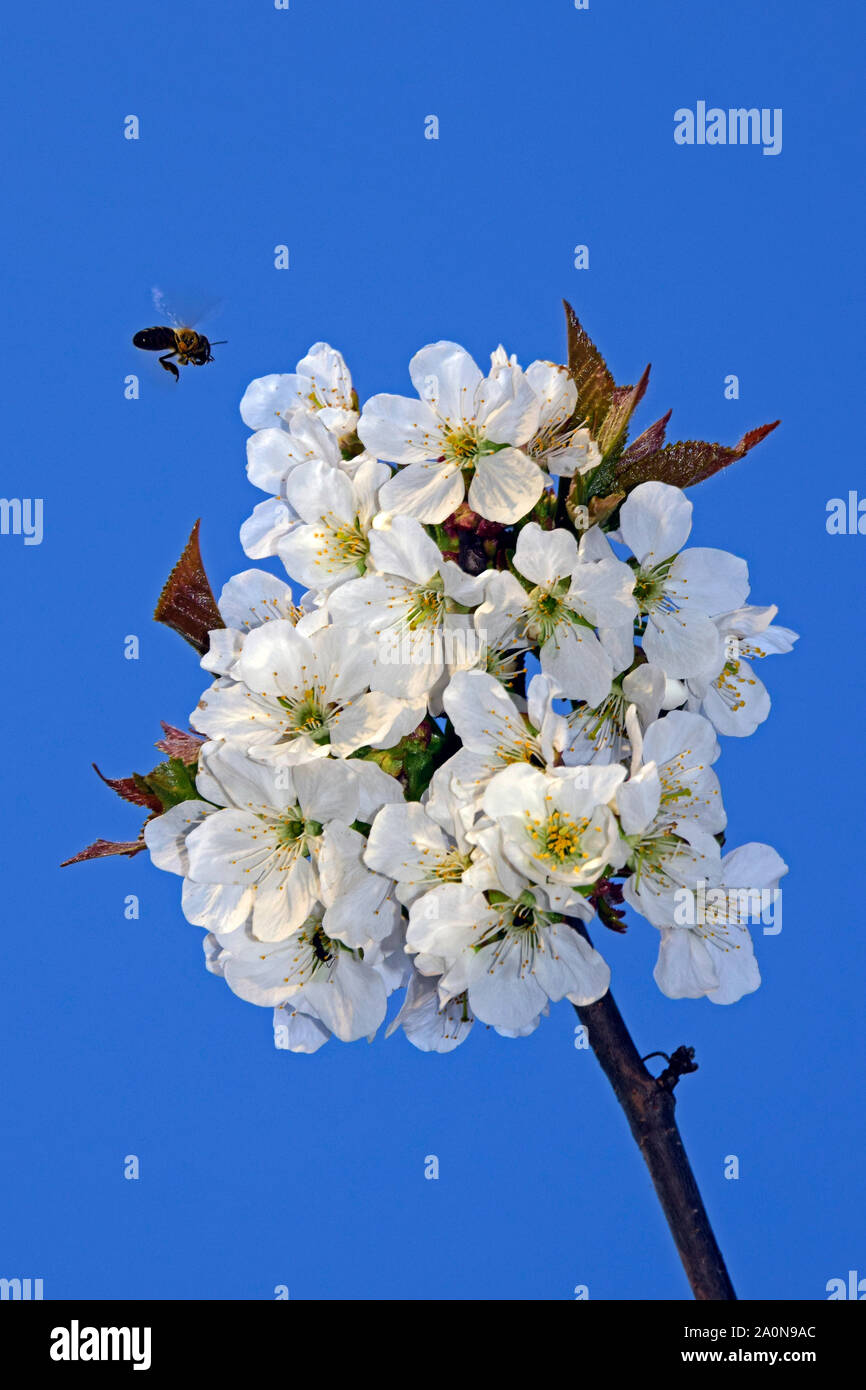 Une recherche de nectar bee en vol stationnaire au-dessus d'une brindille de cerises aigres, fleuri, fond de ciel bleu Banque D'Images