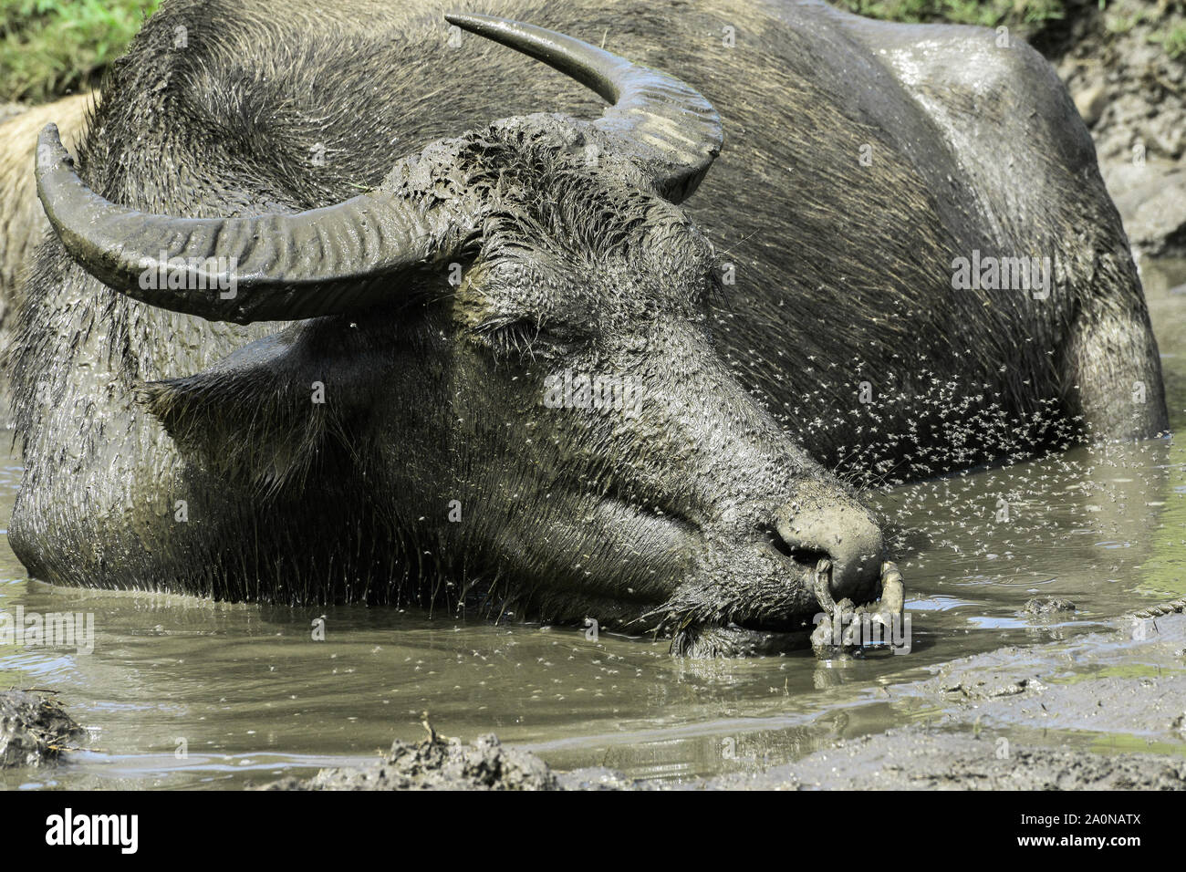 buffles d’eau Banque D'Images