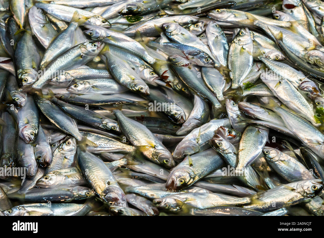 Marché de poissons à Istanbul, Turquie Banque D'Images