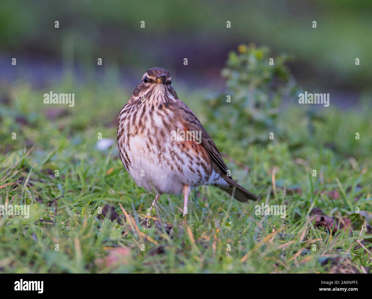 Redwing (Turdus iliacus) se nourrissant sur le sol en hiver dans le Peak District. Banque D'Images