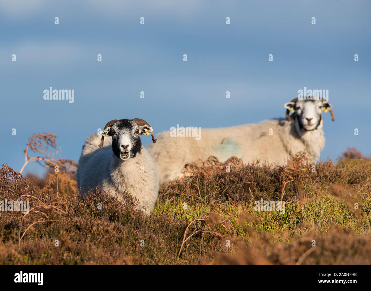 Moutons sur la lande valaisannes dans le Peak District Banque D'Images