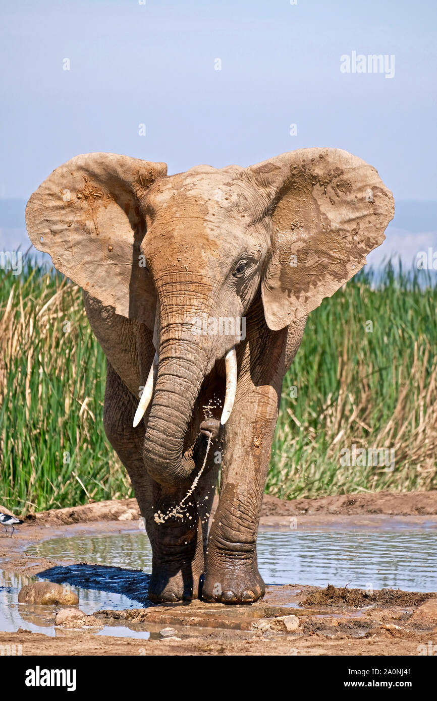 Addo Elephant Park Banque D'Images