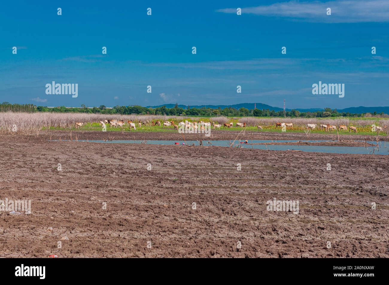 Vue panoramique sur campagne champs de ferme avec des vaches et blie sky Banque D'Images