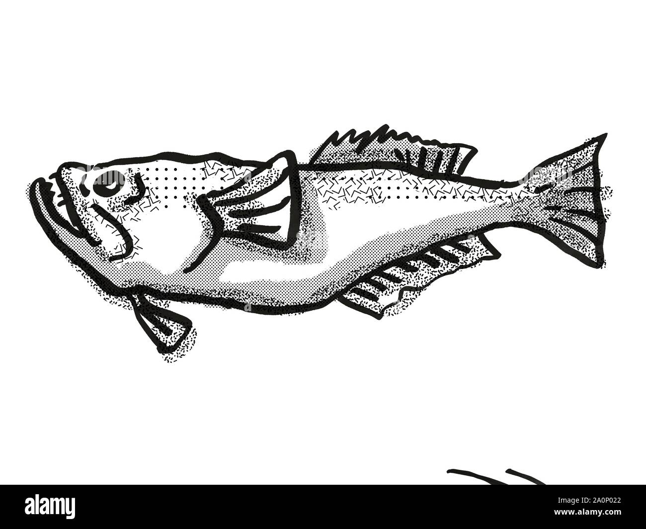 Cartoon style rétro d'un dessin, un stargazer perciformes Nouvelle-zélande indigène des espèces de la vie marine vu de côté isolées sur fond blanc fait Banque D'Images