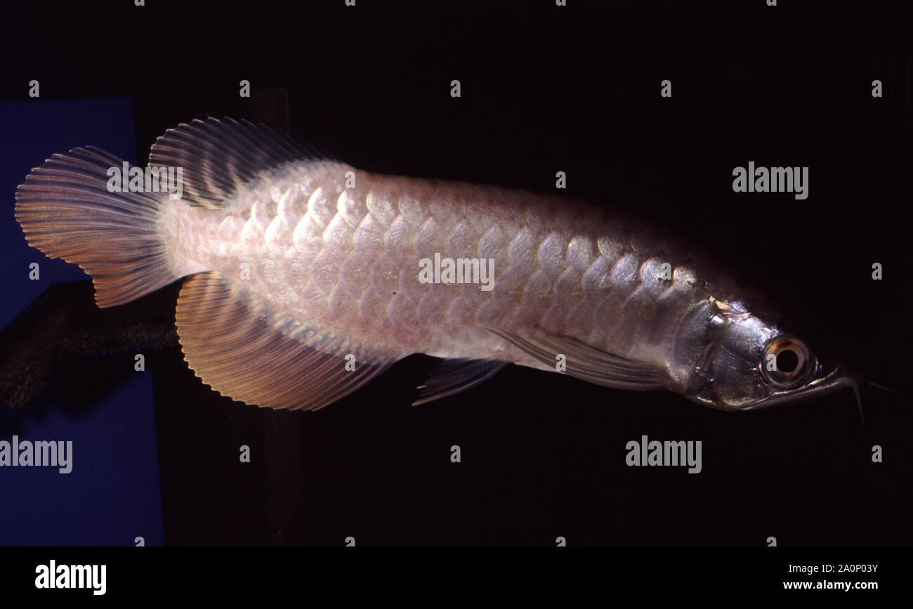 Arowana Silver Dragon ou poisson, Scleropages formosus Banque D'Images
