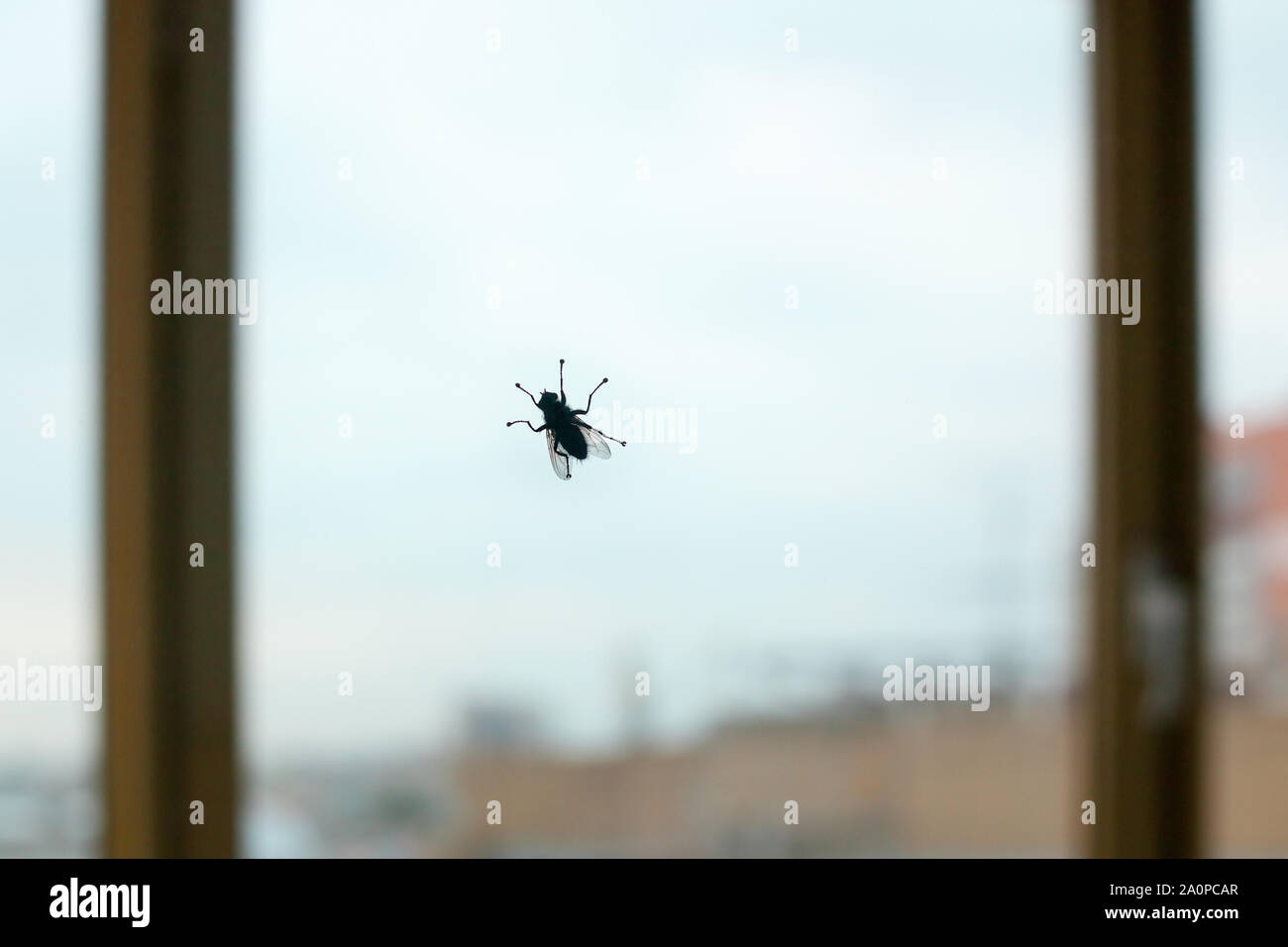 Big Black fly silhouette sur la fenêtre en verre sur fond bleu ciel et ville close up, insectes diptères bloodsucking Banque D'Images