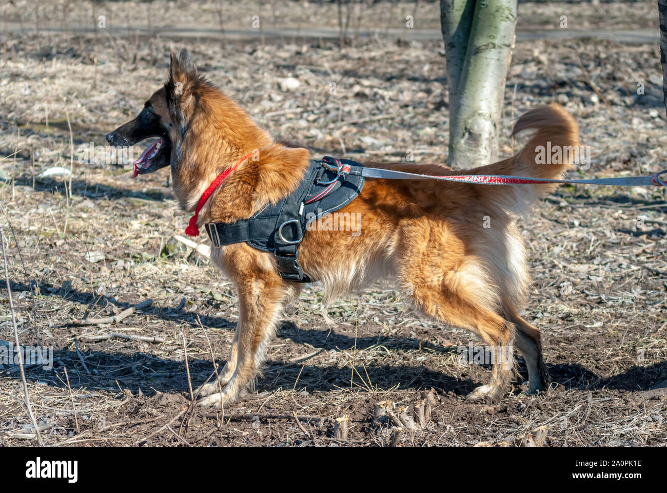 Chien, Berger Belge Tervuren, en concours d'agility Banque D'Images