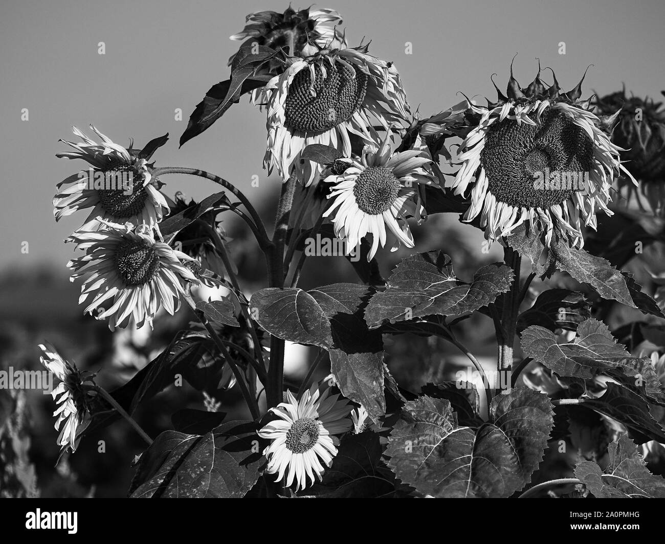 Tournesols Banque D'Images