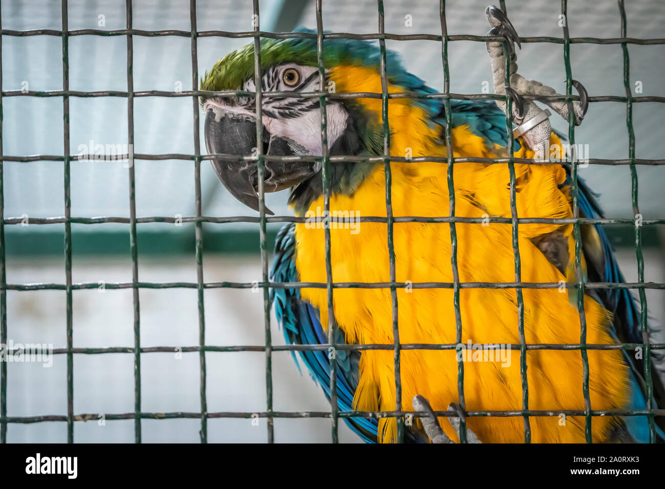 Portrait d'un perroquet dans une cage et répéter ce qu'il entend Banque D'Images