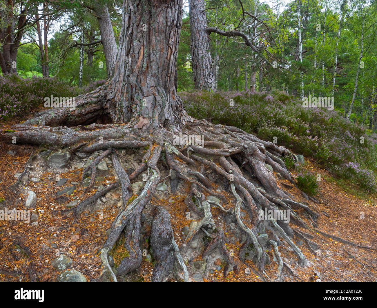 Les racines exposées de pin sylvestre Pinus sylvestris Loch an Eilein Ecosse Banque D'Images