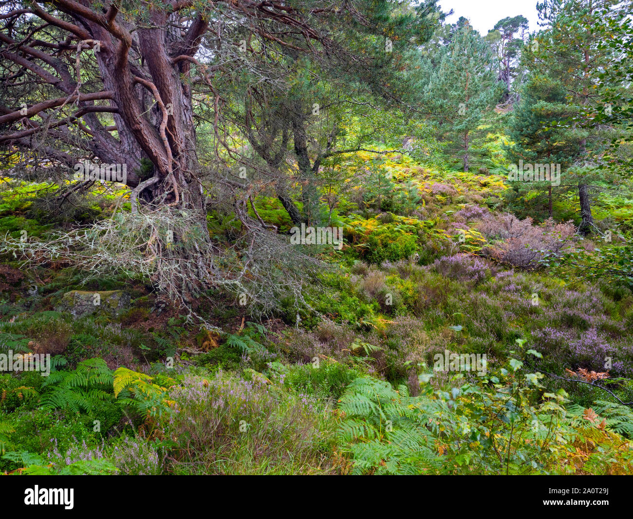 Bracken,heather,de bouleaux et de pins sylvestres Loch an Eilein Ecosse Banque D'Images