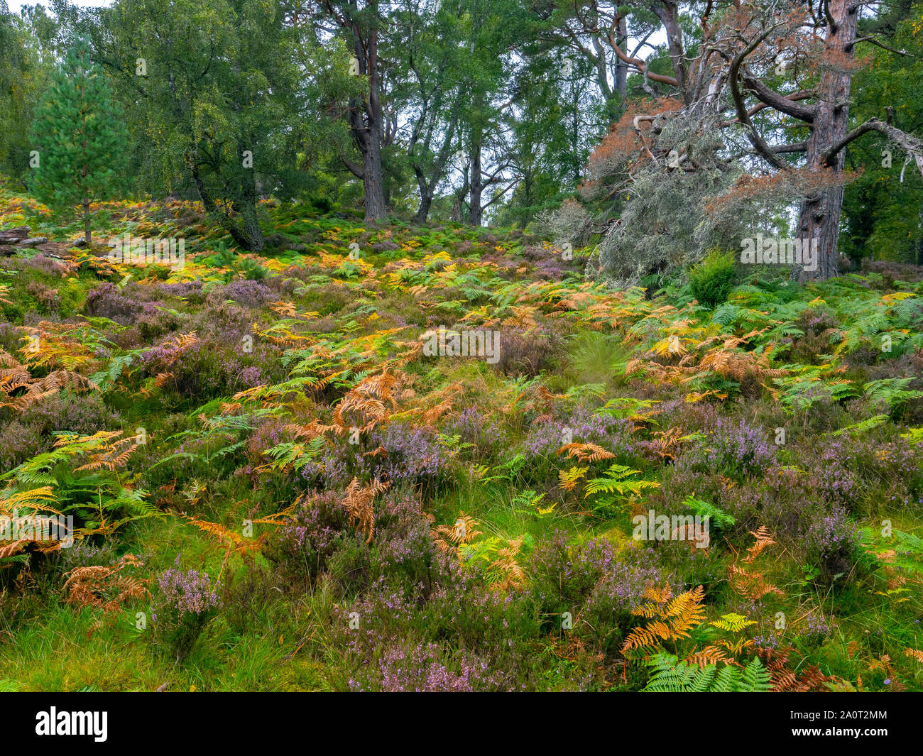 Bracken,heather,de bouleaux et de pins sylvestres Loch an Eilein Ecosse Banque D'Images