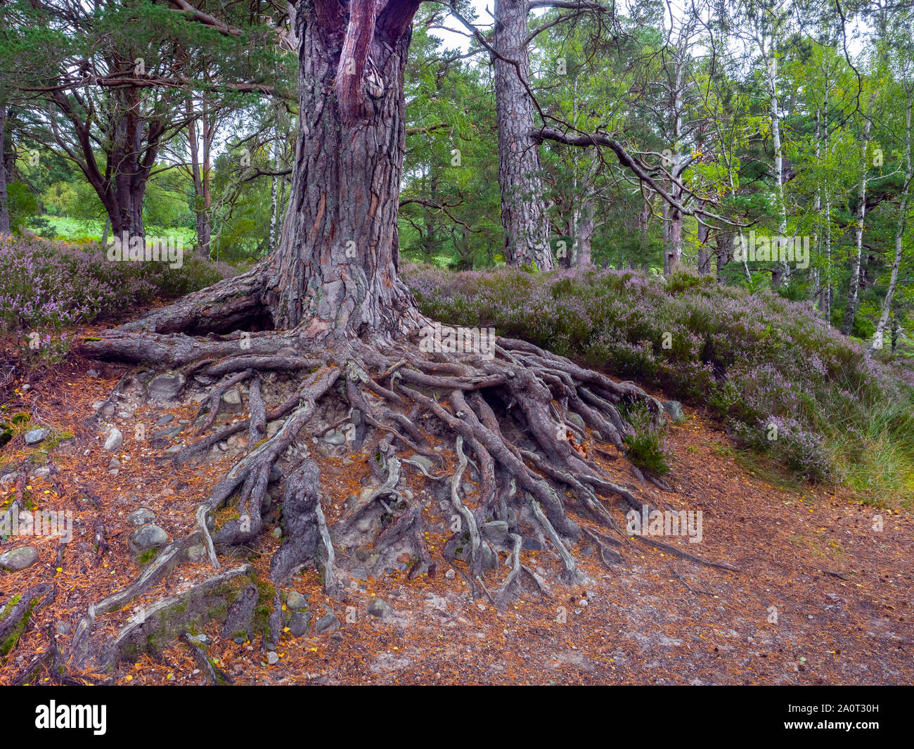 Les racines exposées de pin sylvestre Pinus sylvestris Loch an Eilein Ecosse Banque D'Images
