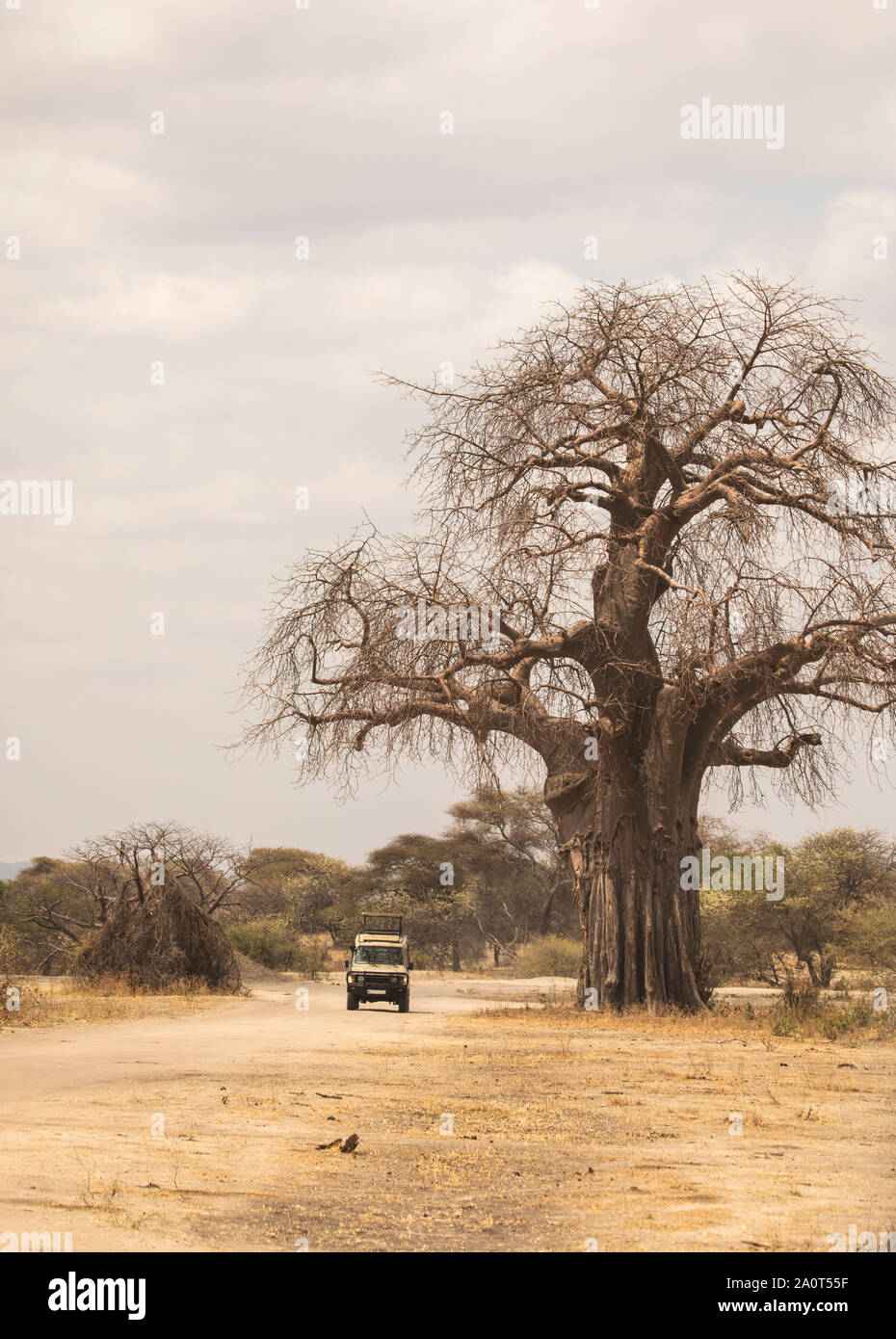 Safari en voiture dans un parc national en Tanzanie Banque D'Images