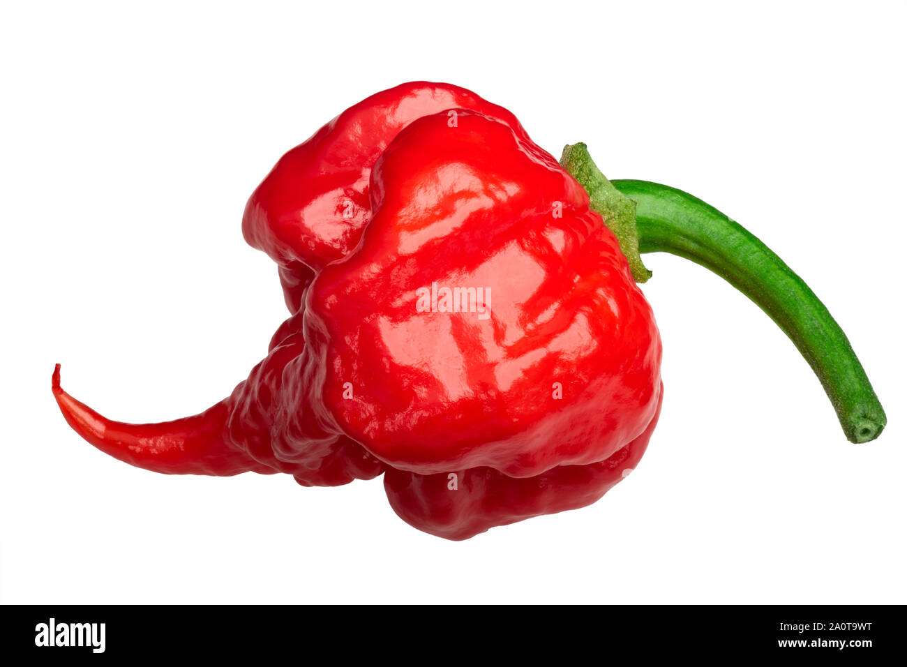 Carolina Reaper, les plus chauds de piment (Capsicum chinense x C. frutescens), entier venu pod, isolé Banque D'Images