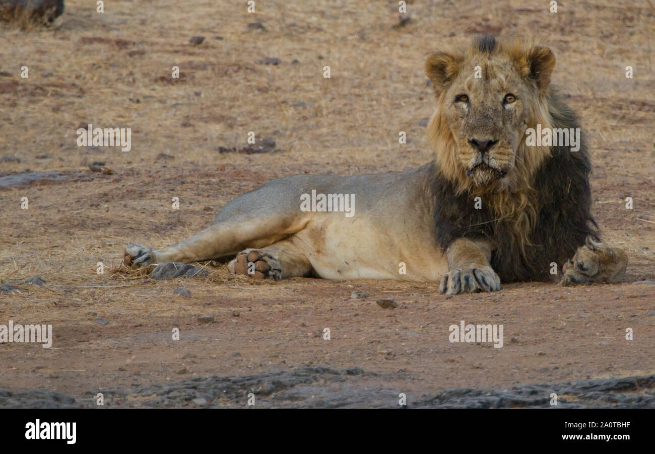L'asiatique majestueux Lion en Rif national park , Gujarat. L'Inde Banque D'Images