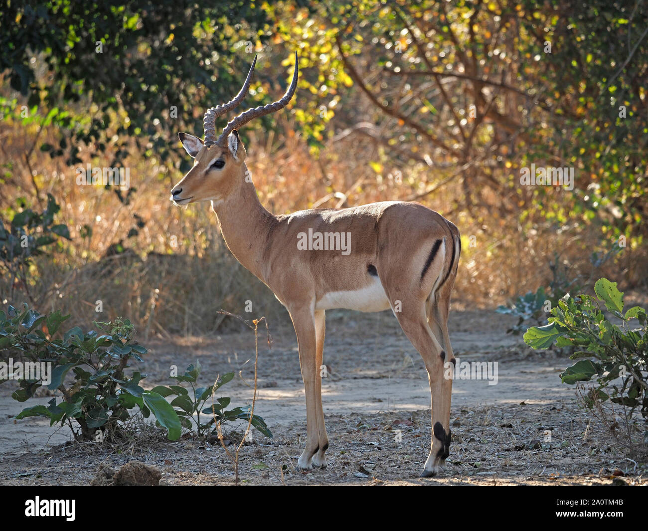 Mâle adulte alerte Impala (Aepyceros melampus) une antilope gracieuse avec cornes ensoleillée en vert et or en brousse, South Luangwa Zambie,Afrique Banque D'Images