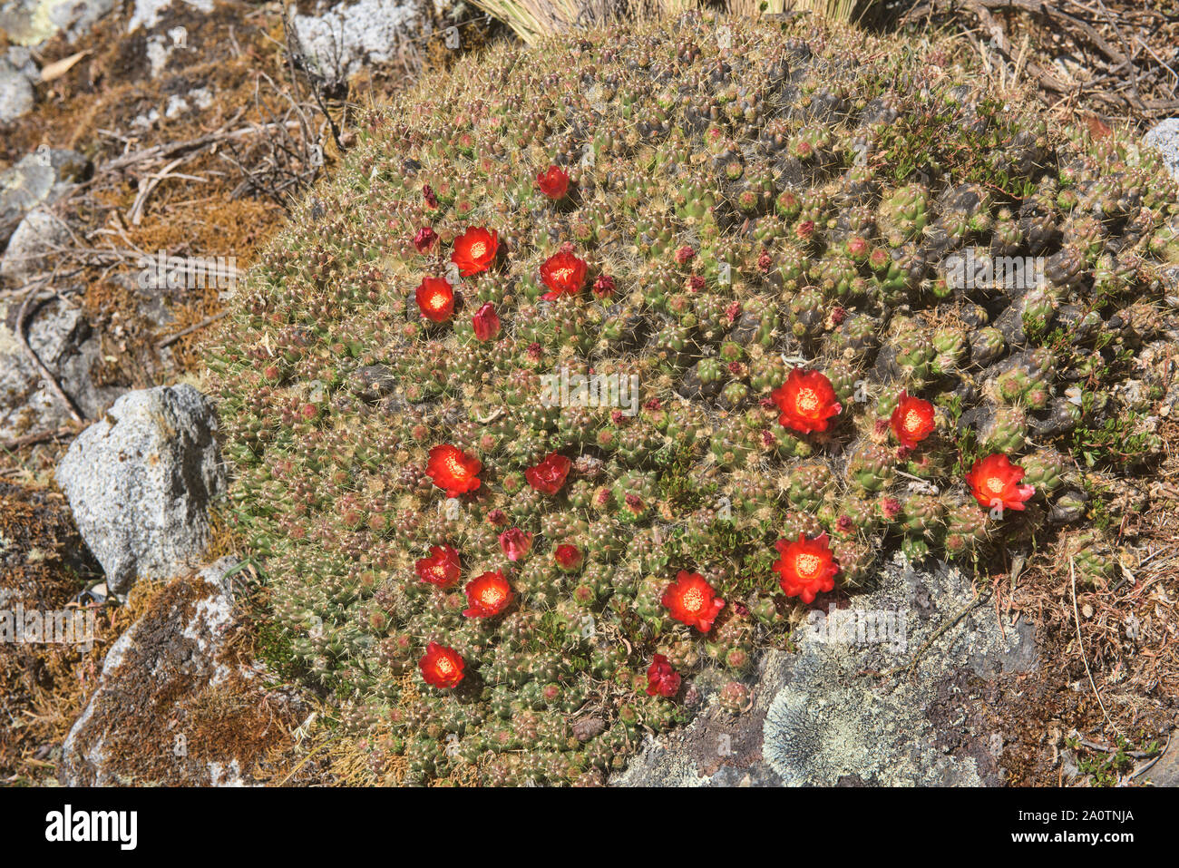 Fleurs de cactus monticule (Tephrocactus floccosus) dans la Cordillera Blanca, Ancash, Pérou Banque D'Images