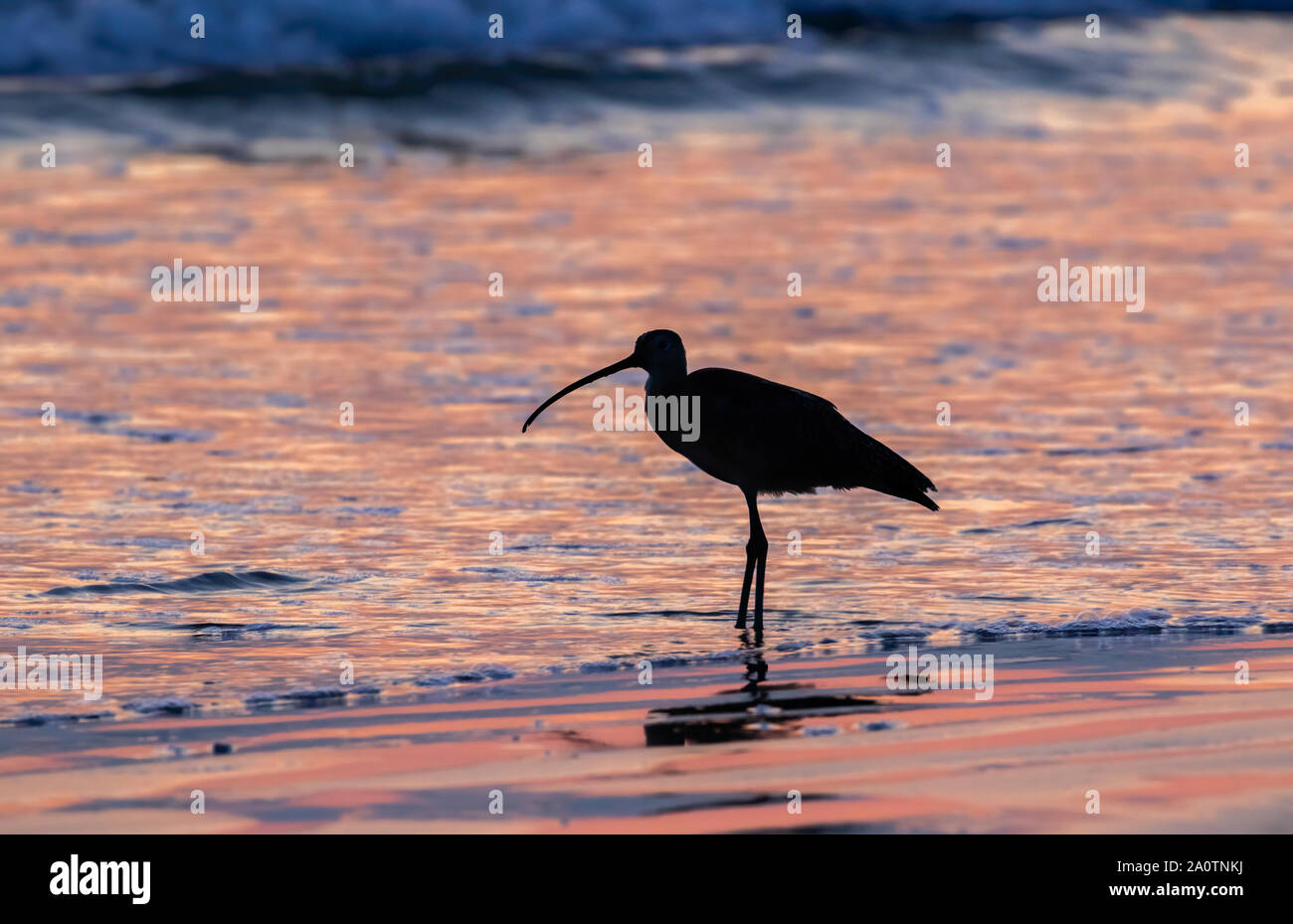 Courlis à long bec (Numenius americanus) à la plage sur l'océan au lever du soleil, Galveston, Texas, États-Unis. Banque D'Images